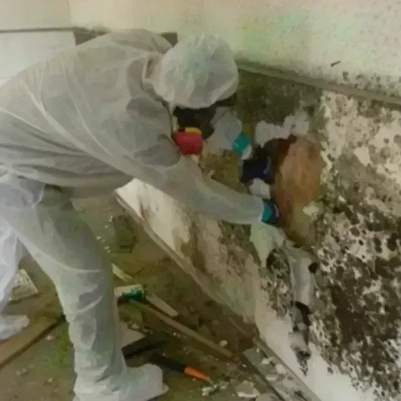 Mold Remediation and Removal in Franklin Park, PA